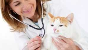 Какво да изберем най-добрата храна за котки: мнението на ветеринарните лекари